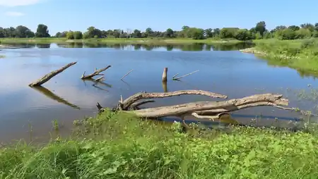 In der Elbe kommen bei Niedrigwasser versunkene Bäume zum Vorschein